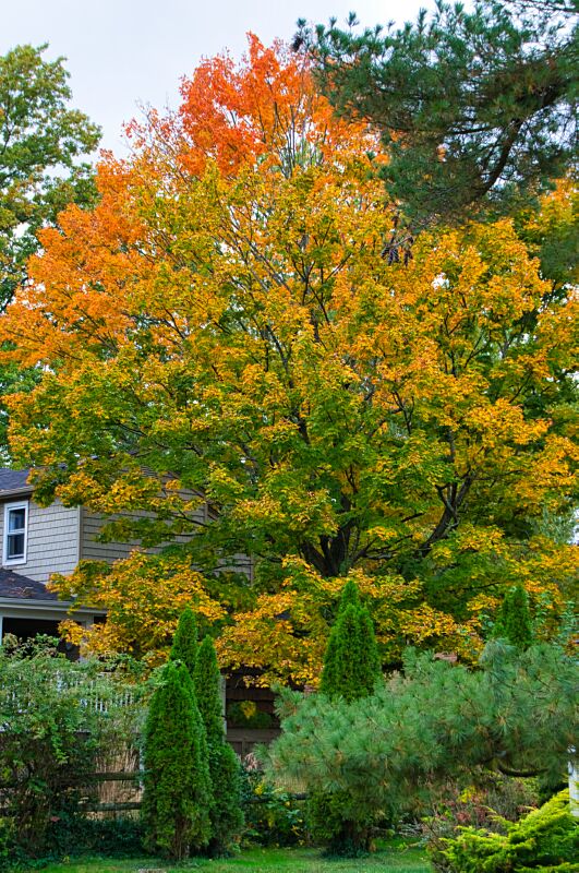 Sugar Maple